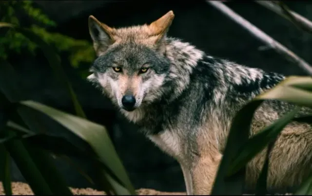 Lobo gris mexicano en su hábitat natural
